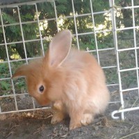 /album/mogyoro/a284399-267779923338543-150161505-n-jpg/