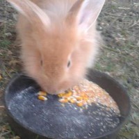 /album/mogyoro/a386166-267781846671684-498135971-n-jpg/