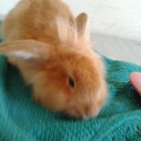 /album/mogyoro/a394303-267784170004785-930730308-n-jpg/