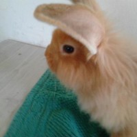 /album/mogyoro/a404132-267777613338774-2051710893-n-jpg/