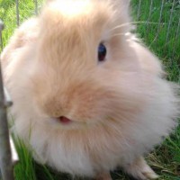 /album/mogyoro/a523435-267894643327071-1316877017-n-jpg/