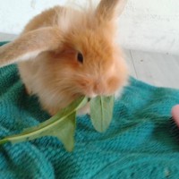 /album/mogyoro/a556401-267778040005398-959146465-n-jpg/