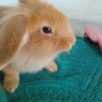 /album/mogyoro/a564334-267783406671528-130638445-n-jpg/